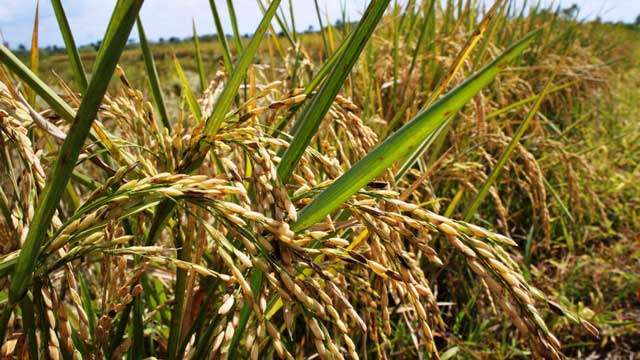 Producción de arroz en Amancio. Foto: Bárbara Borrás Aguilar.