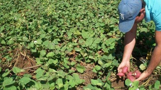 Medios biológicos en beneficio de la agricultura