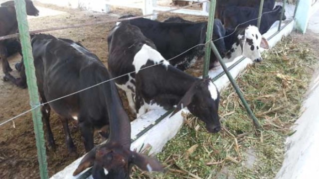 De los mil 150 animales estabulados en los tres centros de acopio de Azcuba, 300 están en La Guinea (Manatí), 500 en La Julia (“Colombia”) y 350 en Lora (“Jesús Menéndez”).