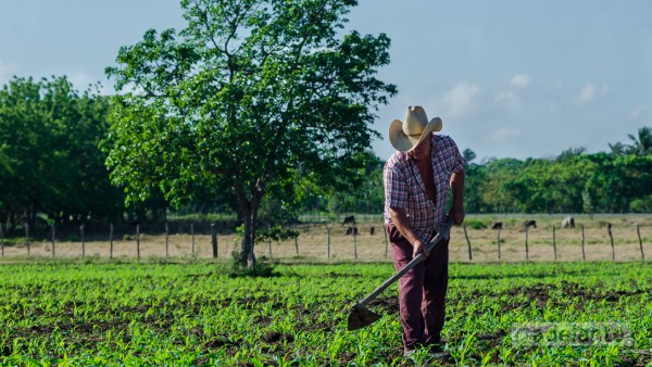 Producción de alimentos. Foto: Archivo de Radio Maboas