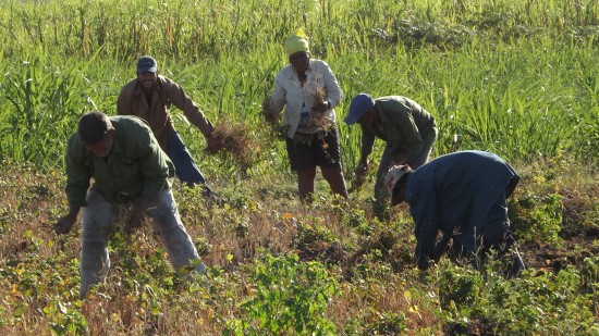 Los servicios de Gelma van dirigidos a fomentar la producción agroalimentaria. Foto: Del Autor