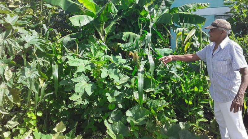 Producción de alimentos en Amancio. Foto: Ana Iris Figueredo Torres