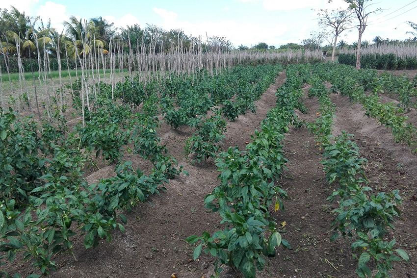 Producción de alimentos en Las Tunas. Foto: Yenima Díaz Velázquez