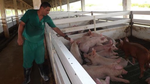 Centro Multiplicador Porcino Venezuela Libre en Amancio. Foto: Ana Iris Figueredo Torres