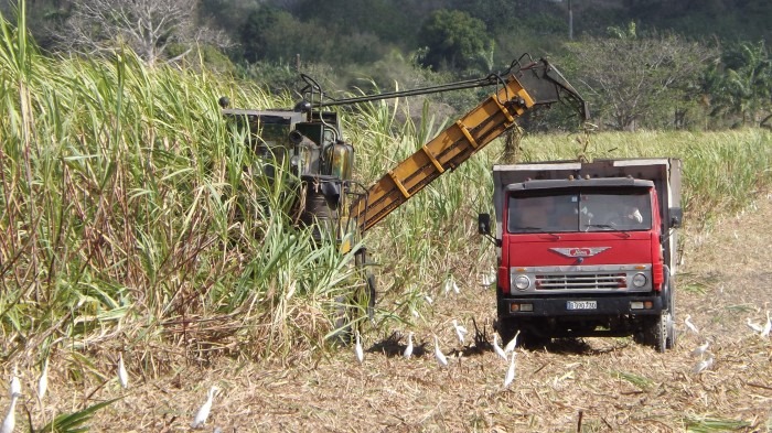 Corte mecanizado de caña. Foto: Danay Naranjo Viñales