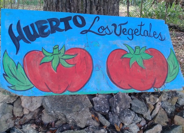 Producción de alimentos en sector educacional de Amancio. Foto: Niria Isabel Cardoso Estrada