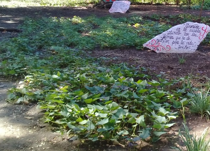 Producción de alimentos en sector educacional de Amancio. Foto: Niria Isabel Cardoso Estrada