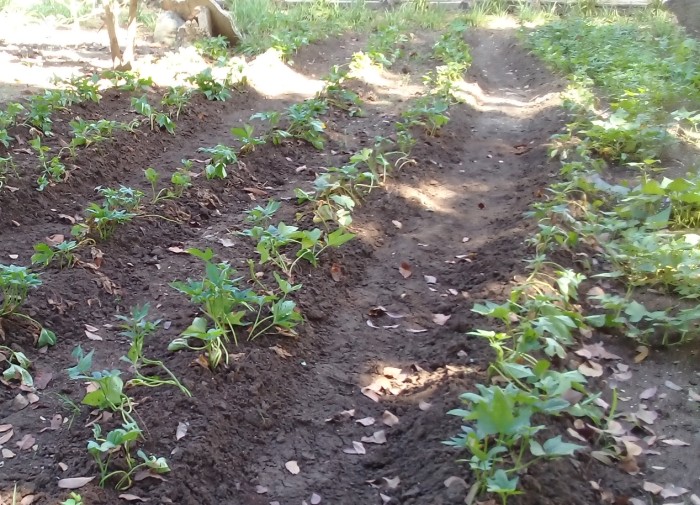 Producción de alimentos en sector educacional de Amancio. Foto: Niria Isabel Cardoso Estrada
