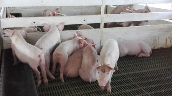 El Venezuerla Libre es un centro que multiplica resultados. Fotos: Rafael Aparicio Coello