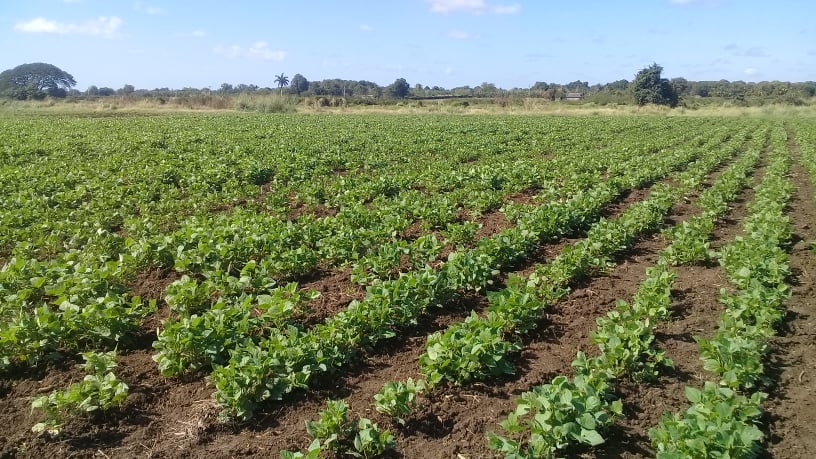 Por la soberanía alimentaria. Foto: Danay Naranjo Viñales