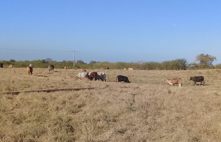 Producción de alimentos. Foto: Danay Naranjo Viñales