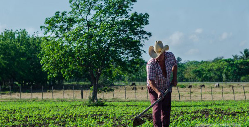amancio produccion agricola