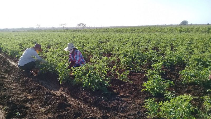 Producción de alimenstos en Amancio. Foto: Danay Naranjo Viñales