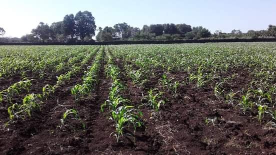 Producción de alimentos en Amancio. Foto: Danay Naranjo Viñales