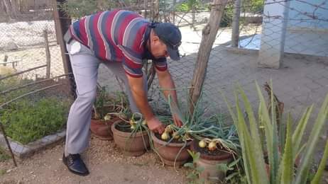 Agricultura urbana y familiar en Amancio. Foto: Danay Naranjo Viñales