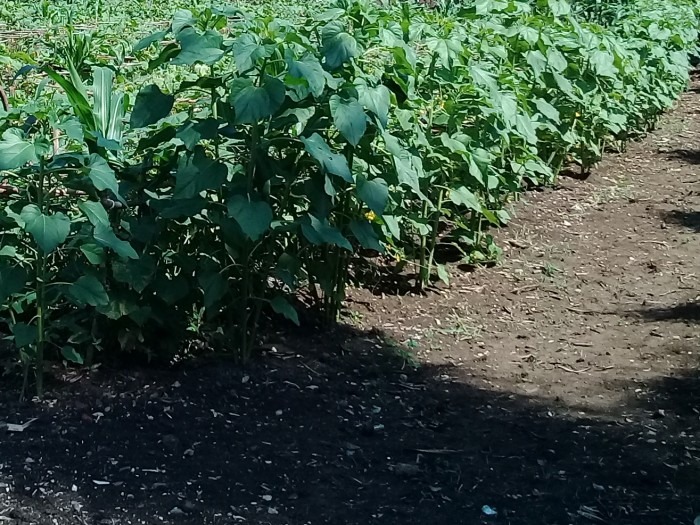 Soberanía alimentaria. Foto: Niria Isabel Cardoso Estrada