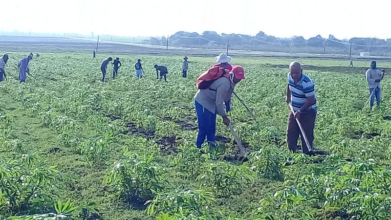 Movimiento obrero en Amancio aporta a la soberanía alimentaria. Foto: Niria Isabel Cardoso Estrada
