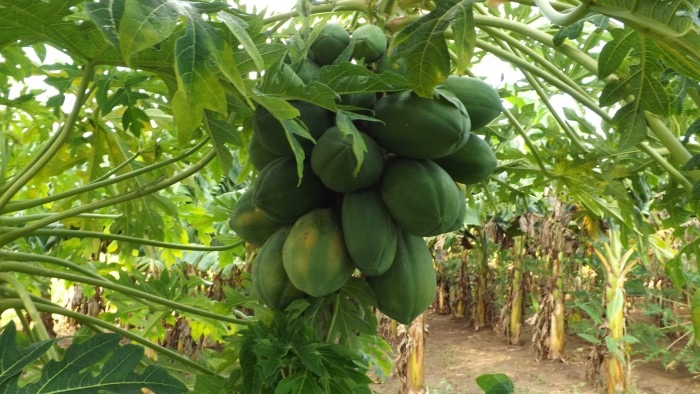 Foto: Niria Isabel Cardoso Estrada