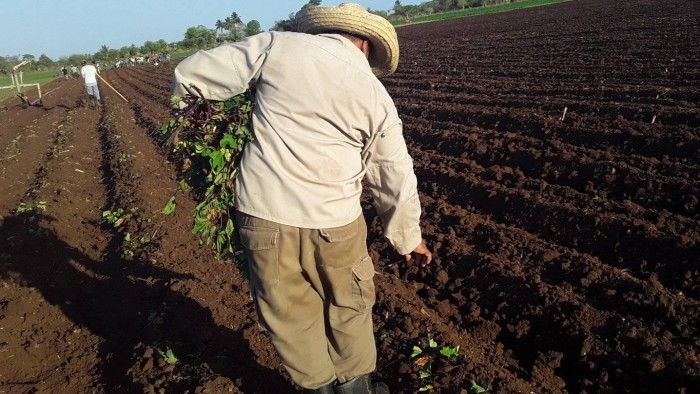 Amancio trabaja por incrementar volúmenes productivos en la agricultura. Foto: Niria Isabel Cardoso Estrada