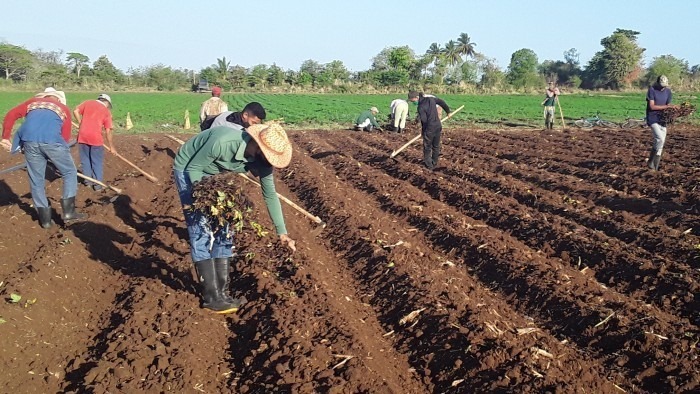 Producción de alimentos