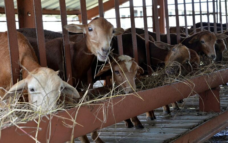 Producción de alimentos. Foto: Danay Naranjo Viñales