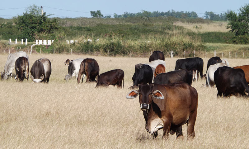 Análisis para  el incremento