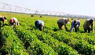 Agricultura en Las Tunas
